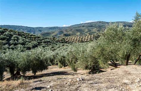 Campo di ulivi