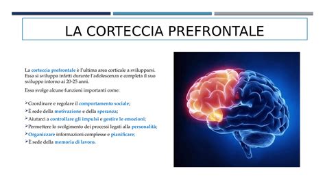 Corteccia prefrontale e controllo cognitivo