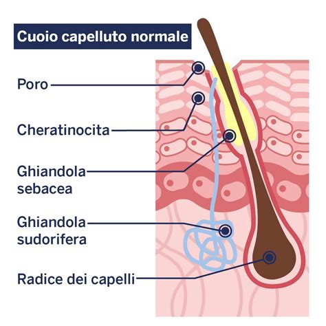 Illustrazione di un cuoio capelluto sano con follicoli piliferi