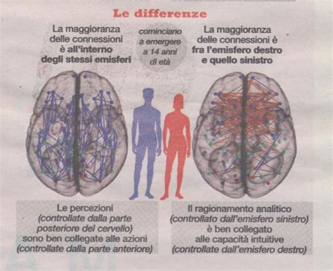 Diagramma che illustra le differenze nella connettività cerebrale tra generi