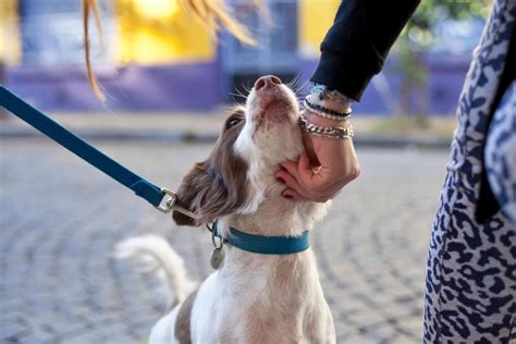 Persona che evita un cane per strada