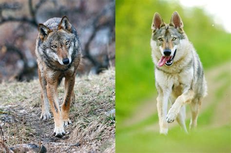 Illustrazione di un lupo e un cane in un contesto fiabesco