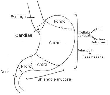 Schema anatomico dell'esofago e dello stomaco con evidenziato lo sfintere esofageo inferiore (cardias)