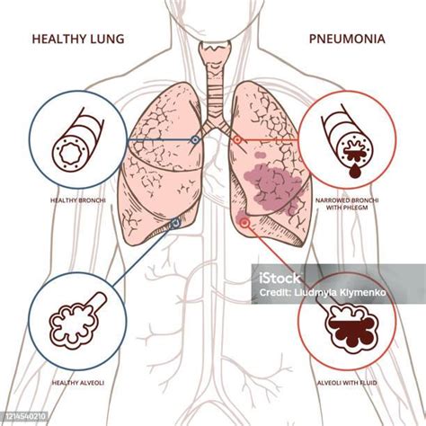Illustrazione schematica dell'influenza del ritmo sul corpo umano
