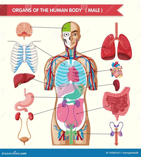 Illustrazione schematica del corpo umano con indicazione dei principali sensi