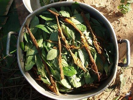 Pentola di ayahuasca pronta per la bollitura con ingredienti