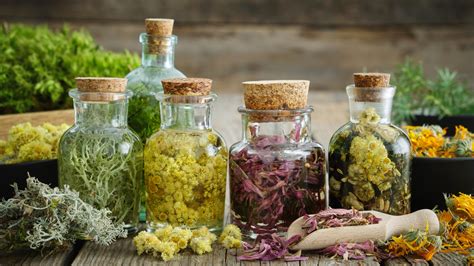 Immagine di una selezione di erbe officinali utilizzate per preparare tisane rilassanti.