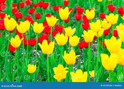 Tulipani rossi e gialli in un giardino