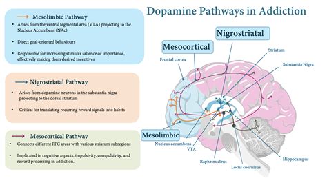 Diagram illustrating the reward pathway in the brain and the role of dopamine in food addiction
