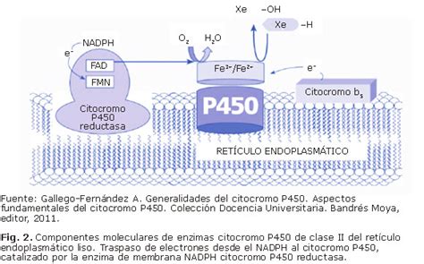 Schema del sistema enzimatico del citocromo P450