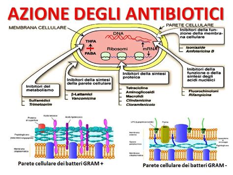 Schema delle interazioni farmacologiche comuni con gli antibiotici chinolonici