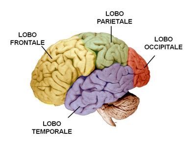 Emisferi cerebrali e lobi