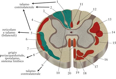 Sezione trasversale del midollo spinale