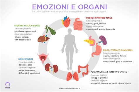 Diagramma che illustra la connessione tra organi e emozioni nella MTC