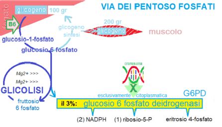 Diagramma che illustra la via dei pentoso-fosfati e il ruolo della G6PD