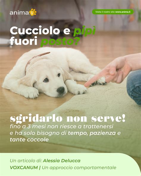 Un cane felice mentre impara un nuovo comando