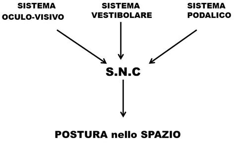 Diagramma del sistema propriocettivo
