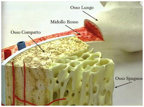 Struttura del midollo osseo normale e mielofibrotico
