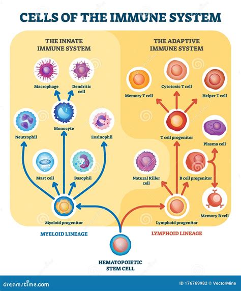 Diagramma del sistema immunitario e attacco alle cellule staminali
