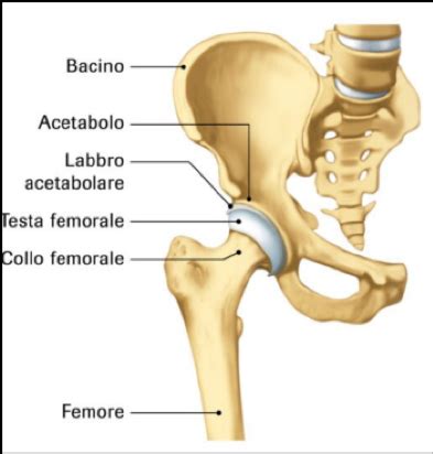 Scheletro dell'anca con evidenziata l'articolazione coxo-femorale