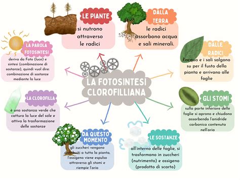 Esempio di mappa concettuale sulla fotosintesi