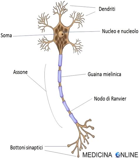 Rappresentazione stilizzata di neuroni in attività