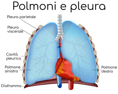 Diagramma anatomico della pleura e dello spazio pleurico