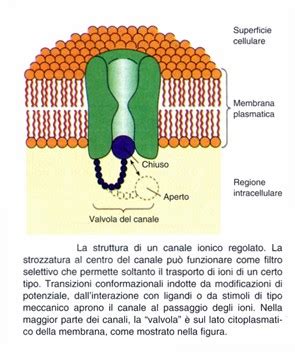 Schema che illustra i canali ionici cardiaci e il loro funzionamento alterato nelle canalopatie