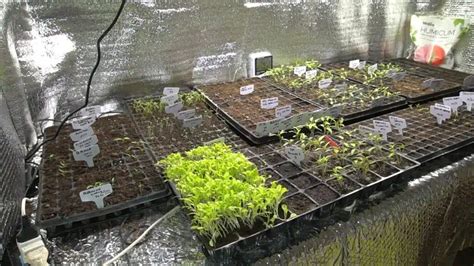 Costruzione di un semenzaio