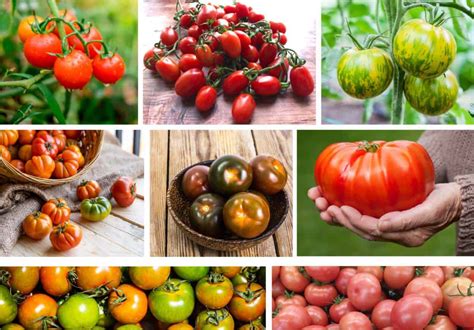 Varietà di pomodori