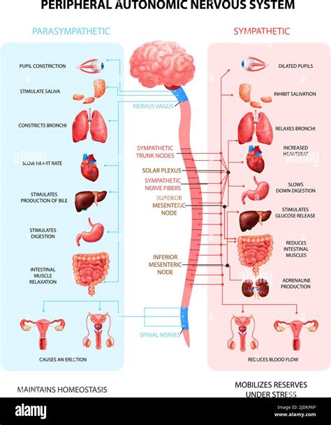 schema del sistema nervoso autonomo e risposta allo stress