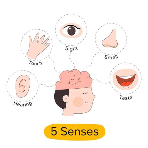 Infografica che illustra i cinque sensi e le loro possibili disfunzioni