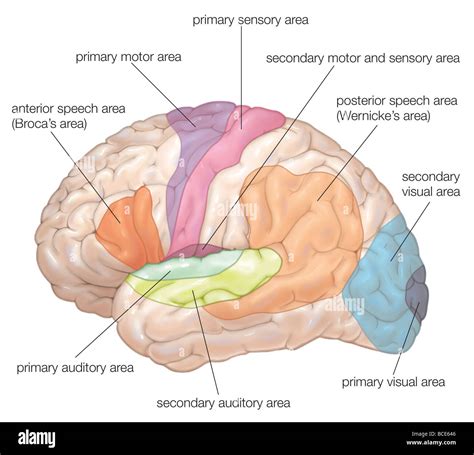 Schema del cervello che illustra le aree motorie e sensoriali