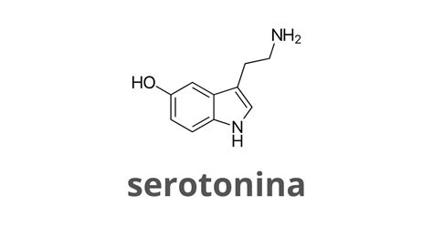 Funzionamento della serotonina nel cervello