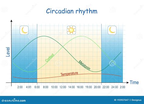 Diagramma del ritmo circadiano