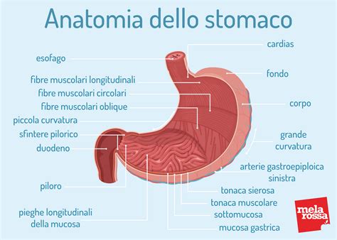 schema anatomico dello stomaco e dell'esofago