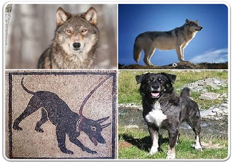 Illustrazione storica dell'evoluzione del cane dal lupo