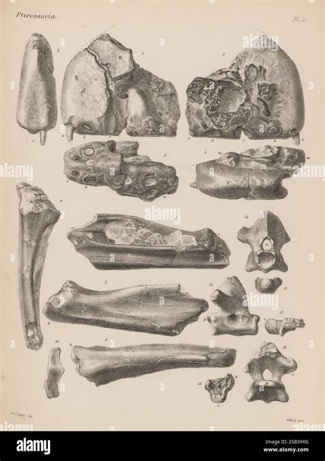 Illustrazione scientifica di un fossile umano