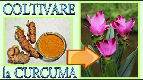 Pianta di curcuma con rizoma