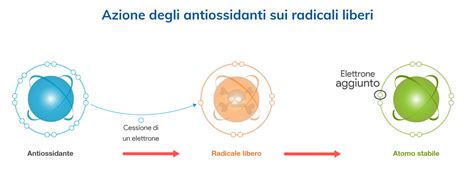 Diagramma che illustra l'azione antiossidante della curcumina