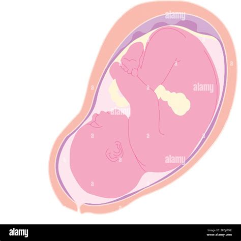 Illustrazione di un feto nell'utero, con onde sonore che indicano l'udito fetale