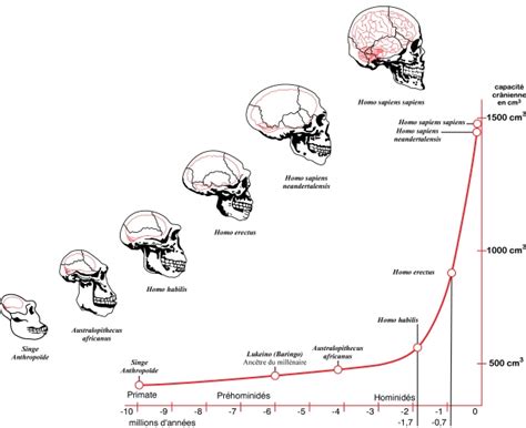 Evoluzione del linguaggio umano