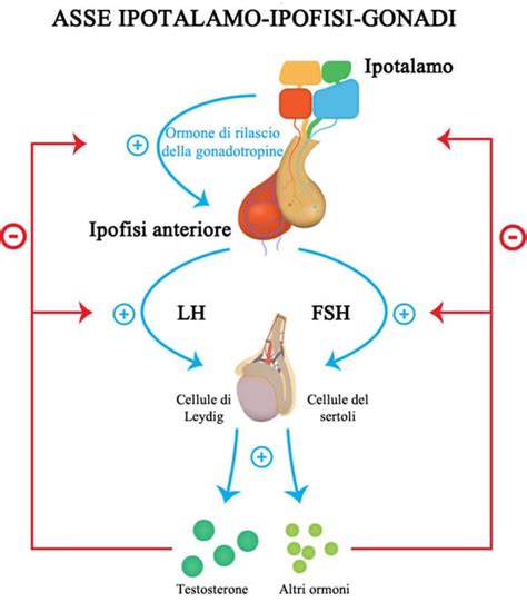 Schema dell'asse ipotalamo-ipofisi-gonadi