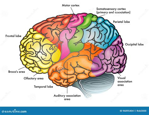 Immagine di un cervello umano con aree colorate che indicano l'attività cerebrale durante un compito cognitivo.