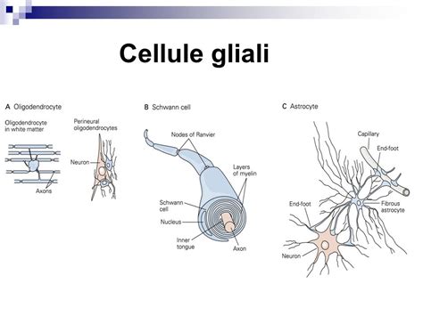 cellule gliali
