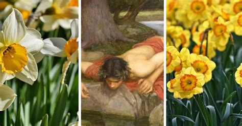 un fiore di Narciso accanto a uno specchio d'acqua