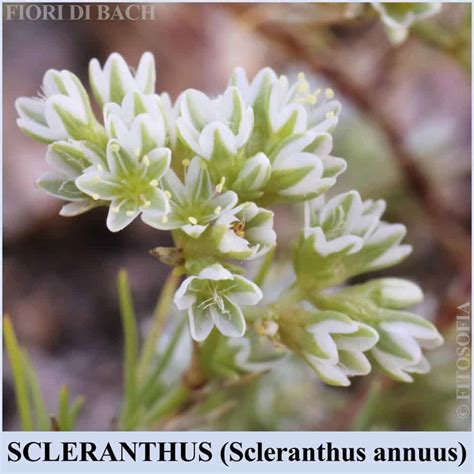 Fiore di Scleranthus annuus