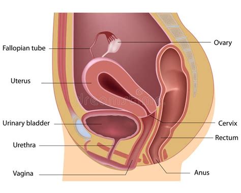 Illustrazione anatomica della vulva femminile