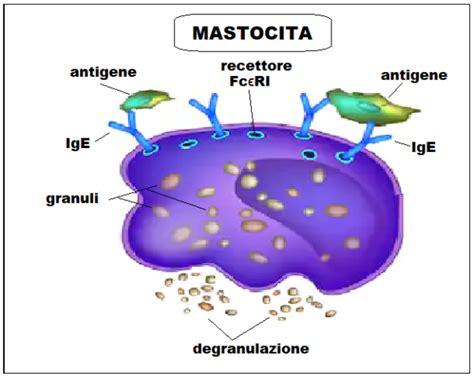 Diagramma che illustra il ruolo dei mastociti nell'infiammazione
