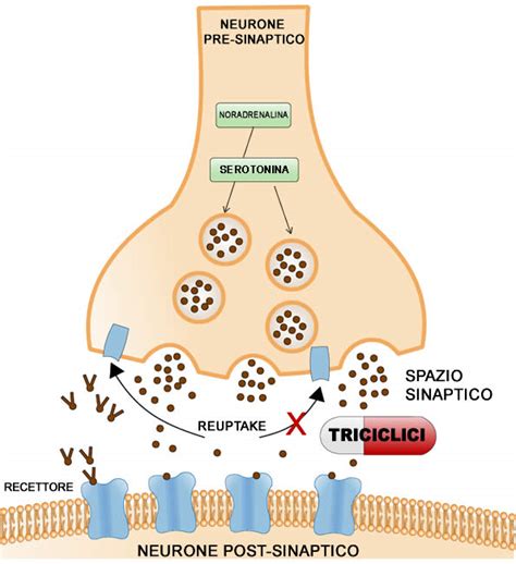 Schema che illustra il meccanismo d'azione degli antidepressivi triciclici nella modulazione del dolore